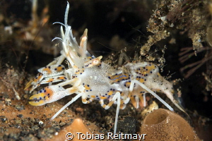 Tiger shrimp in Melasti, Amed, Bali by Tobias Reitmayr 